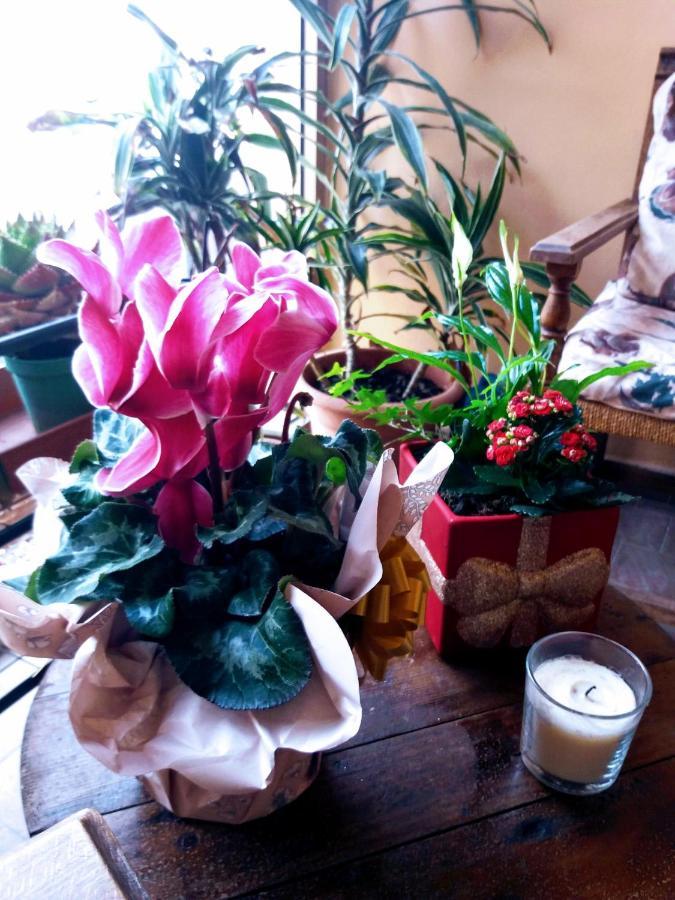 "La Maison Del Corso" Hospitality 피사 외부 사진